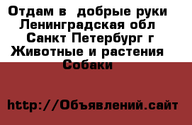 Отдам в  добрые руки - Ленинградская обл., Санкт-Петербург г. Животные и растения » Собаки   